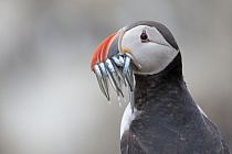 Papageitaucher auf den Farne Islands, Nordostengland