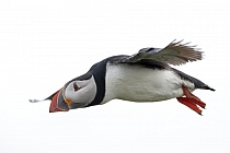 Papageitaucher auf den Farne Islands, Nordostengland