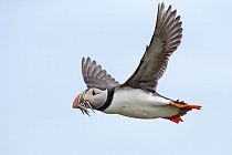 Papageitaucher auf den Farne Islands, Nordostengland