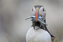 Papageitaucher auf den Farne Islands, Nordostengland