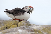 Papageitaucher auf den Farne Islands, Nordostengland