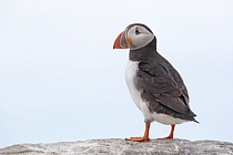 Papageitaucher auf den Farne Islands, Nordostengland