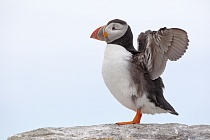 Papageitaucher auf den Farne Islands, Nordostengland