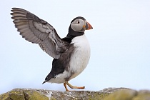 Papageitaucher auf den Farne Islands, Nordostengland