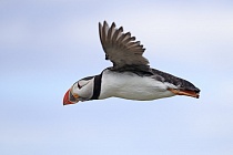 Papageitaucher auf den Farne Islands, Nordostengland