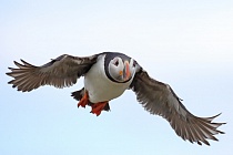 Papageitaucher auf den Farne Islands, Nordostengland