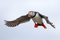 Papageitaucher auf den Farne Islands, Nordostengland