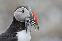 Papageitaucher auf den Farne Islands, Nordostengland