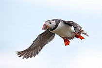 Papageitaucher auf den Farne Islands, Nordostengland