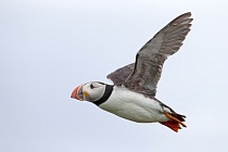 Papageitaucher auf den Farne Islands, Nordostengland