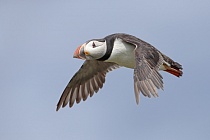 Papageitaucher auf den Farne Islands, Nordostengland