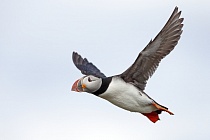 Papageitaucher auf den Farne Islands, Nordostengland