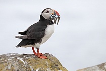 Papageitaucher auf den Farne Islands, Nordostengland