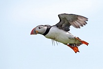 Papageitaucher auf den Farne Islands, Nordostengland