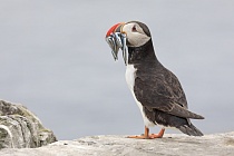 Papageitaucher auf den Farne Islands, Nordostengland