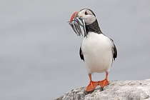 Papageitaucher auf den Farne Islands, Nordostengland