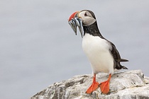 Papageitaucher auf den Farne Islands, Nordostengland