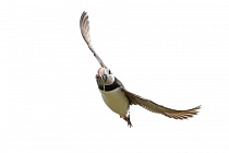 Papageitaucher auf den Farne Islands, Nordostengland