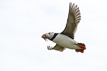 Papageitaucher auf den Farne Islands, Nordostengland