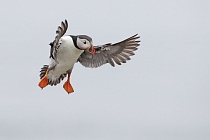 Papageitaucher auf den Farne Islands, Nordostengland