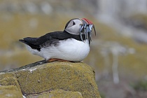 Papageitaucher auf den Farne Islands, Nordostengland