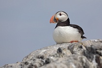Papageitaucher auf den Farne Islands, Nordostengland