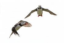 Papageitaucher auf den Farne Islands, Nordostengland