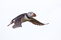 Papageitaucher auf Inner Farne