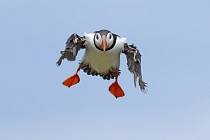 Papageitaucher