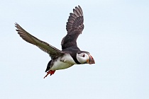 Papageitaucher auf Inner Farne