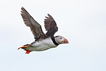Papageitaucher auf Inner Farne