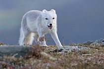 Polarfuchs in einem norwegischen Fjell