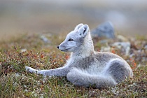 Polarfuchs in einem norwegischen Fjell