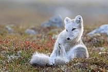 Polarfuchs in einem norwegischen Fjell