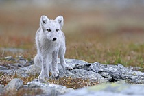 Polarfuchs in einem norwegischen Fjell