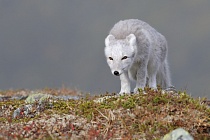Polarfuchs in einem norwegischen Fjell