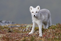Polarfuchs in einem norwegischen Fjell