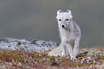 Polarfuchs in einem norwegischen Fjell