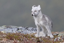 Polarfuchs in einem norwegischen Fjell