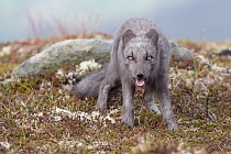 Polarfuchs in einem norwegischen Fjell