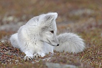 Polarfuchs in einem norwegischen Fjell