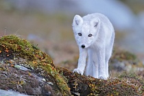 Polarfuchs in einem norwegischen Fjell