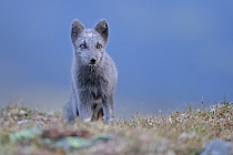 Polarfuchs in einem norwegischen Fjell