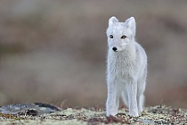 Polarfuchs in einem norwegischen Fjell