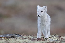 Polarfuchs in einem norwegischen Fjell