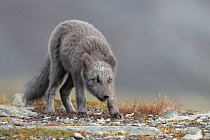 Polarfuchs in einem norwegischen Fjell