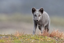 Polarfuchs in einem norwegischen Fjell