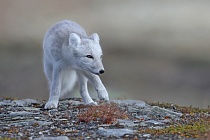Polarfuchs in einem norwegischen Fjell