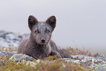 Polarfuchs in einem norwegischen Fjell