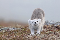 Polarfuchs in einem norwegischen Fjell